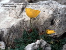 شقایق کوهی